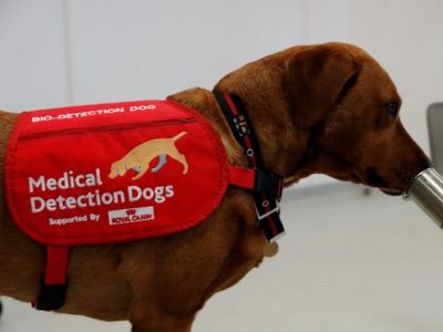 سگ‌ها از انسان‌ها آزمایش کووید-19 می‌گیرند