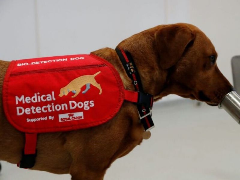 سگ‌ها از انسان‌ها آزمایش کووید-19 می‌گیرند