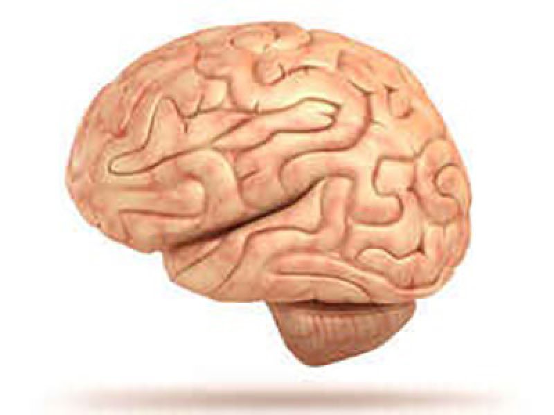 دانشمندان فرمان مغز را شناسایی کردند