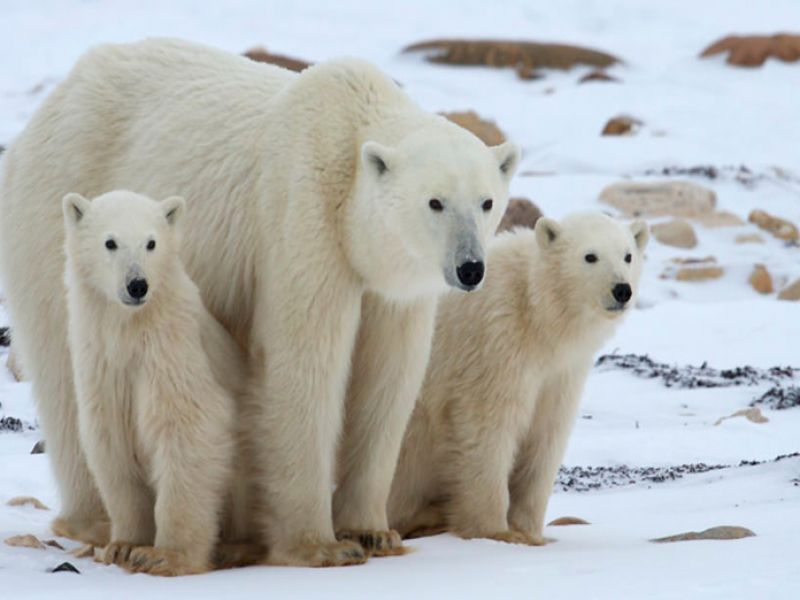 تغییرات آب و هوایی خرس های قطبی را منقرض می کند