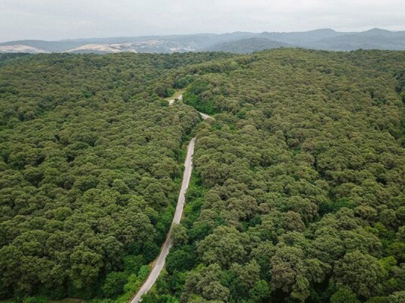 کاشت ۱۲۰ میلیون درخت جنگلی با کمک پهپادها